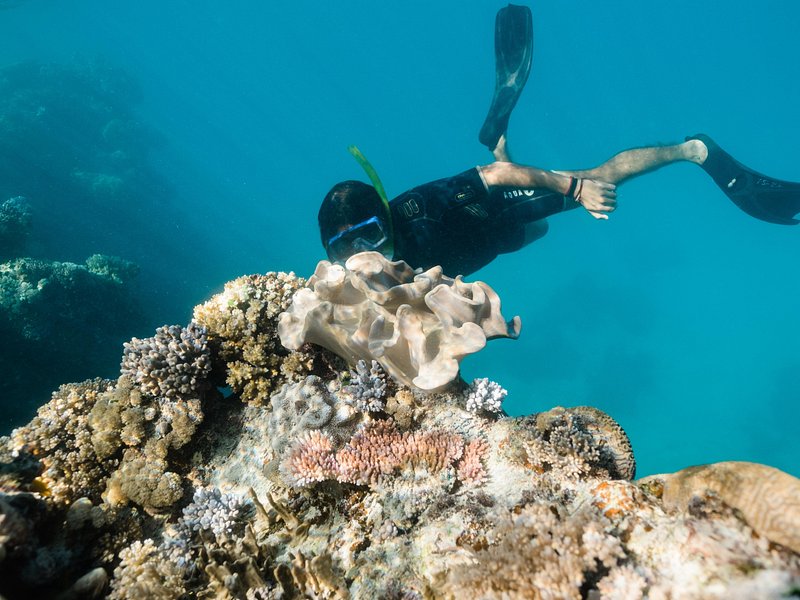 Full-Day Great Barrier Reef Snorkeling from Hamilton Island